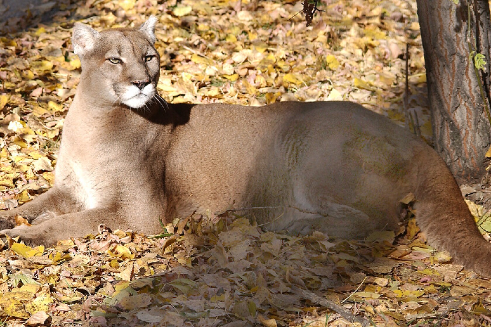 Furbearer biologist discusses North Dakota hunting, trapping seasons
